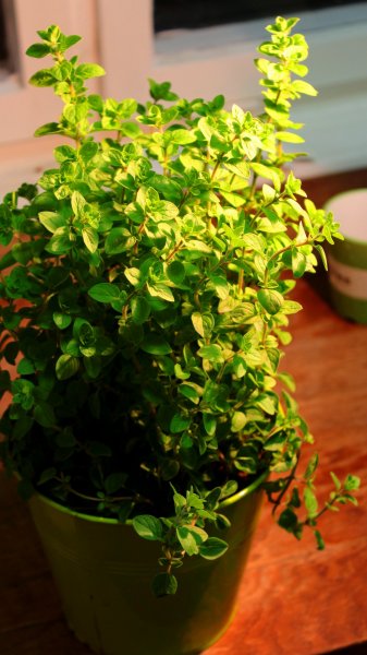 oregano - oregano növény